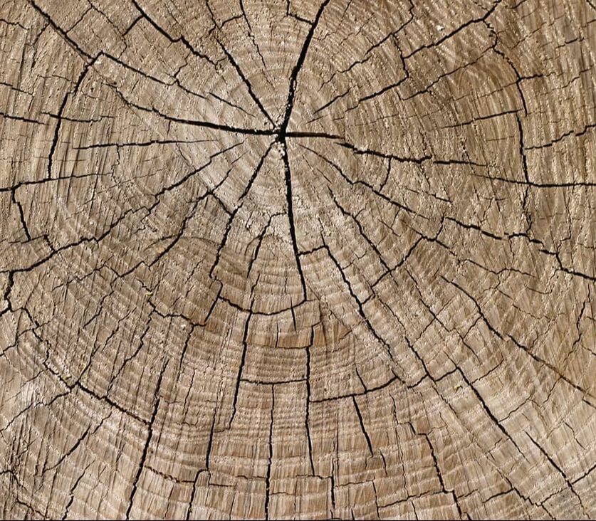 old tan stump with rings and cracks