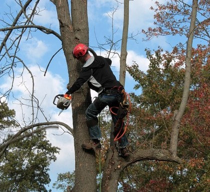 limbs being removed from a dead oak sapling