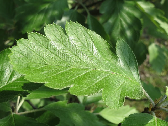 Close up of a healthy green leaf