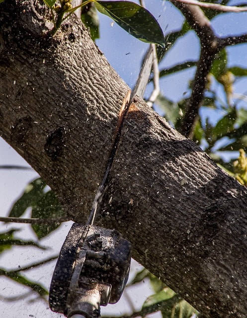 Pole saw shredding through a large oak limb
